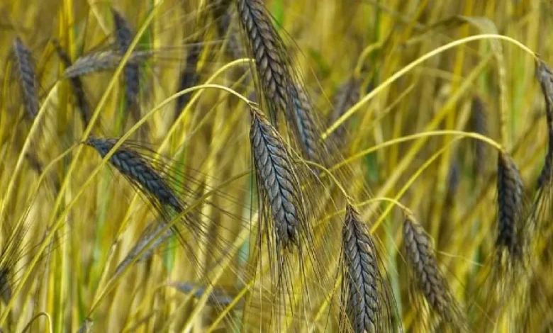 Black Wheat Farming in India: A Path to Prosperity