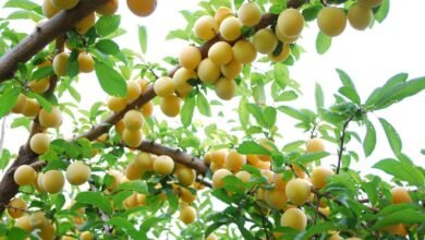 fruit trees for sale