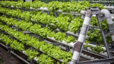 Vertical Farming Rising Solutions for Agricultural Challenges