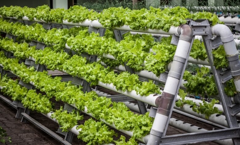 Vertical Farming Rising Solutions for Agricultural Challenges