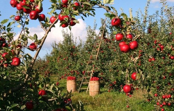 Applе Farming