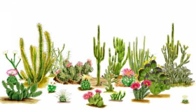 Types of Cactus in Arizona