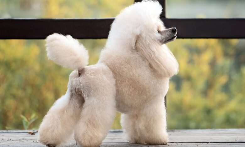 Miniature poodle