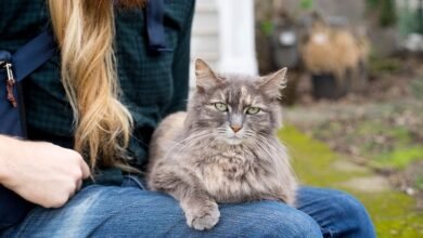 Maine coon cat image, free public domain CC0 image.