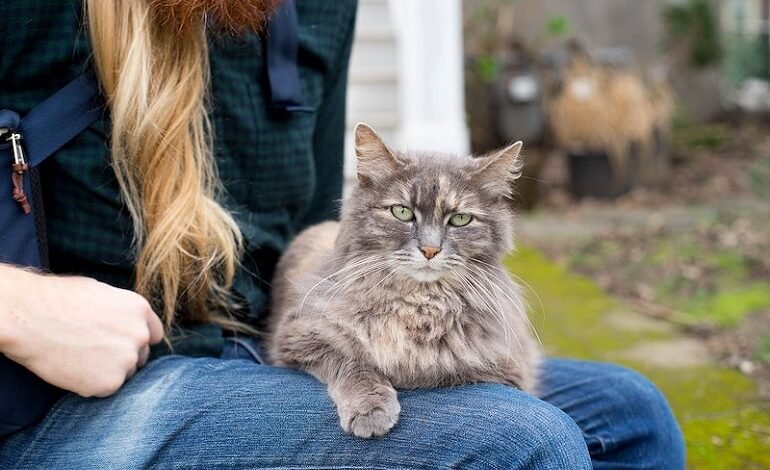 Maine coon cat image, free public domain CC0 image.