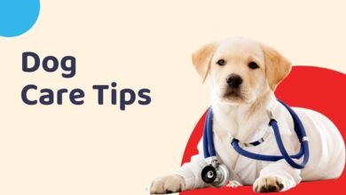 What Are the Top Dog Care Tips for Managing Allergies and Sensitivities?