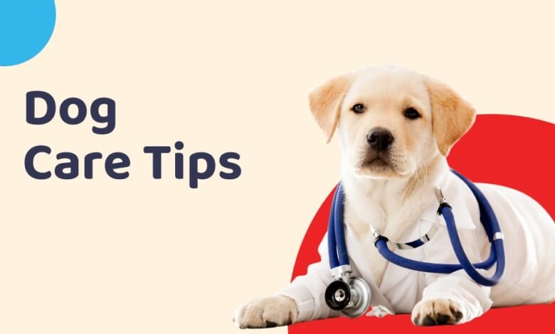 What Are the Top Dog Care Tips for Managing Allergies and Sensitivities?