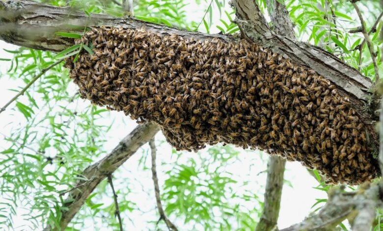 Understanding Hive Behavior: Why Bees Pick Attics & Chimneys