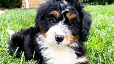 Mini Bernedoodle