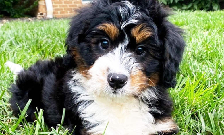 Mini Bernedoodle