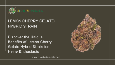 Lemon Cherry Gelato Hybrid Strain