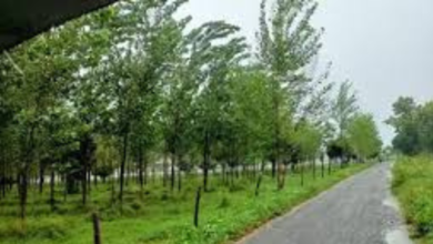 Plots in Rudrapur for Sale