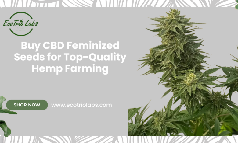 CBD Feminized Seeds