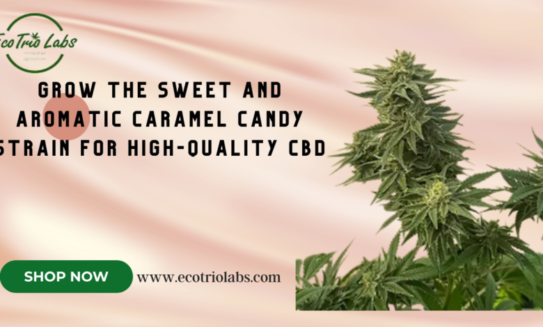 caramel candy strain