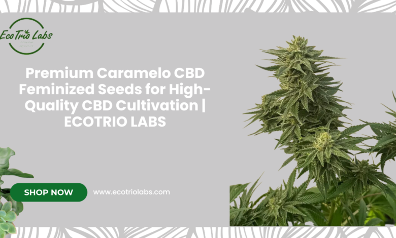 Caramelo CBD Feminized Seeds