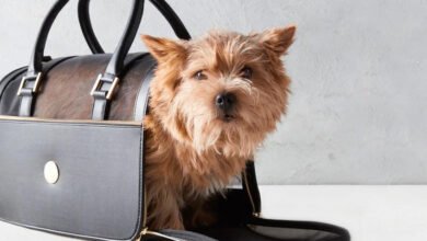 Small-Dog-Carrier-Bag