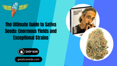 Sativa Weed Seeds