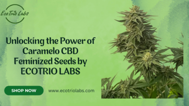 CBD feminized seeds